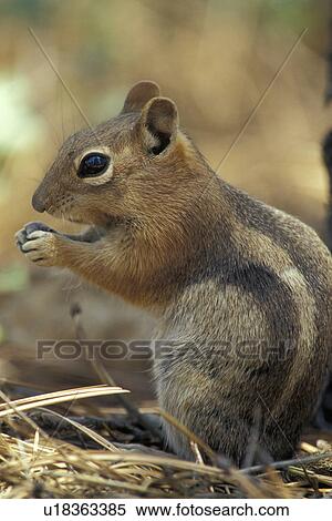 Stock Photography - Chipmunk . Fotosearch