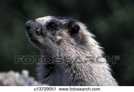 Close-up groundhog View Large Photo Image Stock Image - Close-up groundhog. Fotosearch
