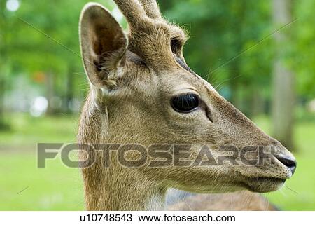 coat, ceiling, fur, cover, blanket, skin, antler View Large Photo Image Stock Image - coat, ceiling, fur, cover, blanket, skin, antler. Fotosearch