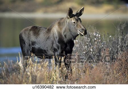 Stock Image - Elk. Fotosearch