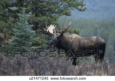 Elk with large antlers View Large Photo Image Stock Photography - Elk with large antlers. Fotosearch