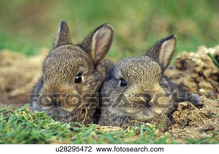 erde, animals, brown, bunny View Large Photo Image Stock Image - erde, animals, brown, bunny. Fotosearch