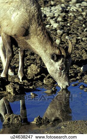 Stock Photo - erde, horntraeger, America, america, ammon, animals. Fotosearch