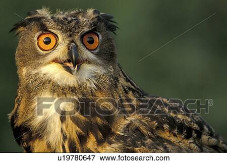 federn, abenddaemmerung, animals, aves, beak View Large Photo Image Stock Photo - federn, abenddaemmerung, animals, aves, beak. Fotosearch
