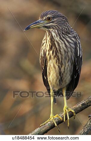 Picture - federn, animals, ardeidae, aves, beak. Fotosearch