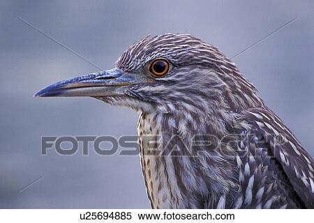 federn, animals, ardeidae, aves View Large Photo Image Stock Photography - federn, animals, ardeidae, aves. Fotosearch