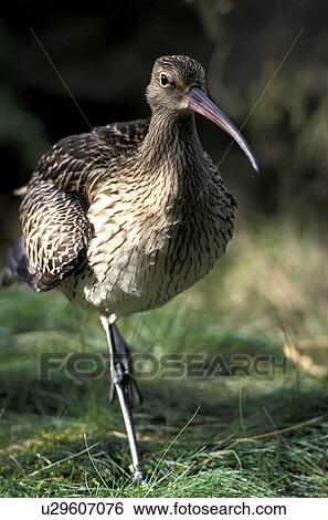 federn, animals, arquata, aves, beak View Large Photo Image Stock Photograph - federn, animals, arquata, aves, beak. Fotosearch