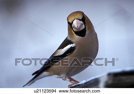 Picture - federn, animals, aves, beak. Fotosearch