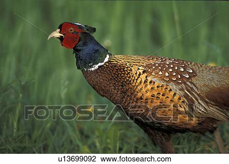 federn, animals, aves, beak View Large Photo Image Stock Image - federn, animals, aves, beak. Fotosearch