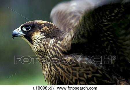 federn, animals, aves, beak View Large Photo Image Stock Photo - federn, animals, aves, beak. Fotosearch