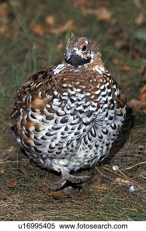 federn, animals, aves, bird, brown View Large Photo Image Stock Photography - federn, animals, aves, bird, brown. Fotosearch