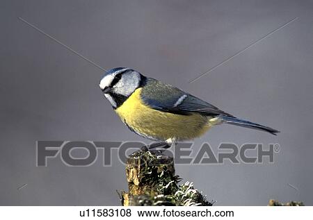 Stock Photo - federn, animals, aves, bird. Fotosearch