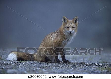 foxes, red fox, sorrel, gravel bar, American, sits, attentive View Large Photo Image Stock Image - foxes, red fox, sorrel, gravel bar, American, sits, attentive. Fotosearch