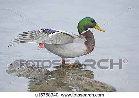 goose bird, animal, enterich, drake, bird, huwiler, anas View Large Photo Image Stock Image - goose bird, animal, enterich, drake, bird, huwiler, anas. Fotosearch