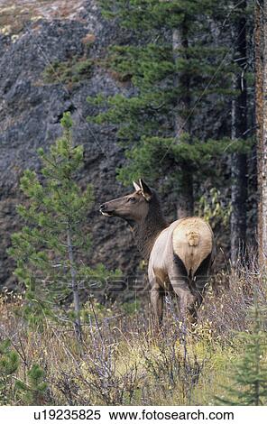 Stock Photography - hind, Elk, deer, Cervus canadensis, wapiti, Jasper Nationalpark, Alberta. Fotosearch