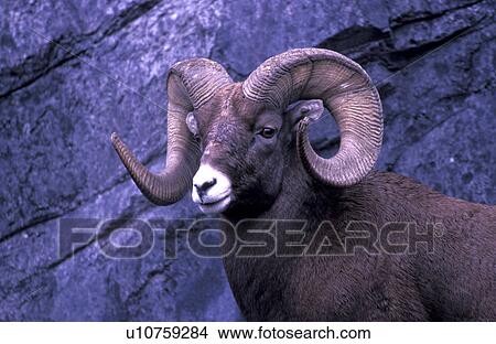 Horned sheep View Large Photo Image Picture - Horned sheep. Fotosearch