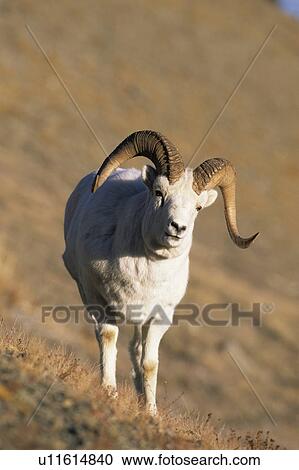 horntraeger, alaska, animal, animals, asterisks, bergregionen, Canada View Large Photo Image Stock Image - horntraeger, alaska, animal, animals, asterisks, bergregionen, Canada. Fotosearch