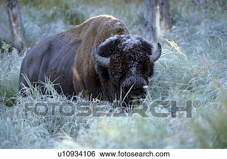 Horntraeger Alberta Amerikanisch Indianer Tier Tiere Bison Stock Fotograf U Fotosearch