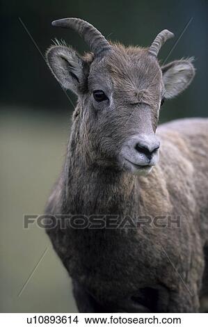 horntraeger, alberta, animal, animal portrait, animals, bergregionen, bighorn View Large Photo Image Picture - horntraeger, alberta, animal, animal portrait, animals, bergregionen, bighorn. Fotosearch