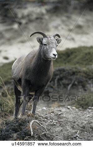 horntraeger, alberta, animal, animal portrait, animals, bergregionen, bighorn View Large Photo Image Stock Photo - horntraeger, alberta, animal, animal portrait, animals, bergregionen, bighorn. Fotosearch