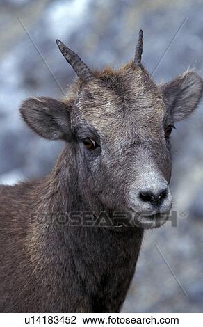 horntraeger, America, america, ammon, animals View Large Photo Image Stock Image - horntraeger, America, america, ammon, animals. Fotosearch