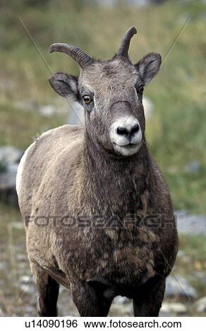 Stock Photograph - horntraeger, America, america, ammon, animals. Fotosearch