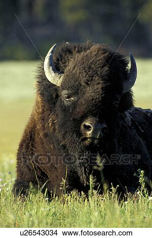 horntraeger, animals, bison, bovidae, brown View Large Photo Image Picture - horntraeger, animals, bison, bovidae, brown. Fotosearch