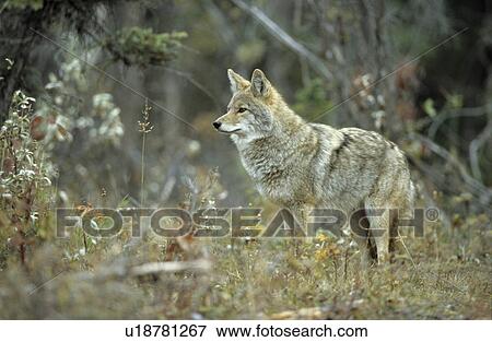 hundeartige, attentive, hundeartig, frontal, coyote, alberta View Large Photo Image Stock Photo - hundeartige, attentive, hundeartig, frontal, coyote, alberta. Fotosearch
