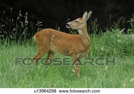 lichtstimmung, aargau, canton, capreolus, deer, forester, freiamt View Large Photo Image Stock Photo - lichtstimmung, aargau, canton, capreolus, deer, forester, freiamt. Fotosearch