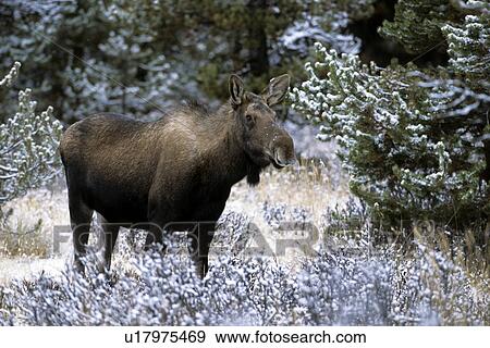 Moose cow View Large Photo Image Stock Photo - Moose cow. Fotosearch