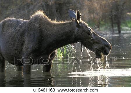 Moose drinking View Large Photo Image Stock Image - Moose drinking. Fotosearch