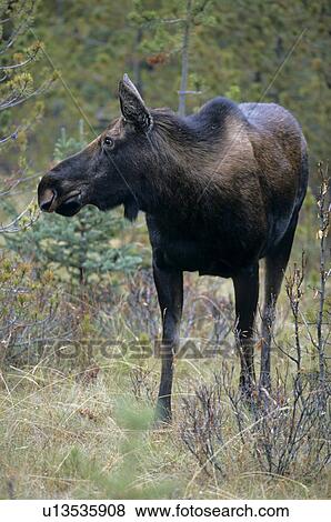 Moose in the woods View Large Photo Image Stock Photo - Moose in the woods. Fotosearch