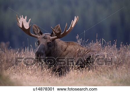 Moose with antlers View Large Photo Image Stock Image - Moose with antlers. Fotosearch