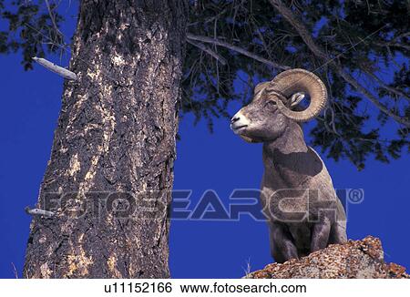 Mountain sheep View Large Photo Image Stock Photograph - Mountain sheep. Fotosearch