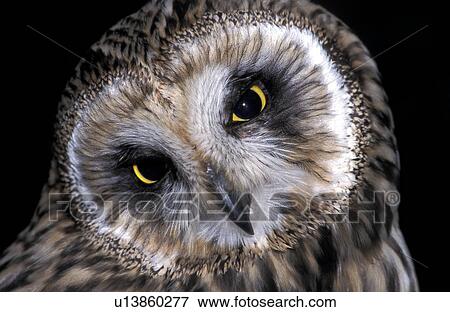 Owl face View Large Photo Image Stock Photo - Owl face. Fotosearch