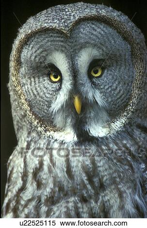 Stock Photography - Owl. Fotosearch