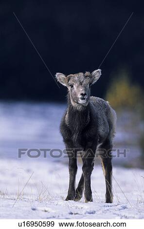pup, bergregionen, young, hoofed animal, panel format, Canada, alberta View Large Photo Image Stock Photo - pup, bergregionen, young, hoofed animal, panel format, Canada, alberta. Fotosearch