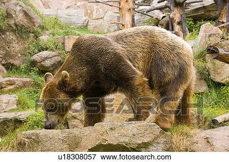 Stock Photo - Skinny bear. Fotosearch