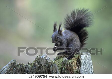 squirrel, color variation, eat, eating, kobel, ball nest, gnaw View Large Photo Image Picture - squirrel, color variation, eat, eating, kobel, ball nest, gnaw. Fotosearch