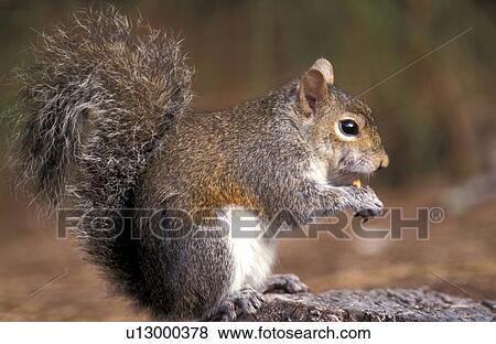 Stock Photo - Squirrel. Fotosearch