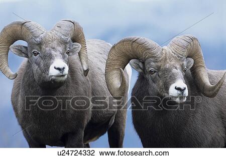 Two wild sheep View Large Photo Image Stock Image - Two wild sheep. Fotosearch