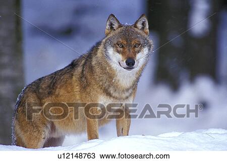 Wolf in the snow View Large Photo Image Stock Image - Wolf in the snow. Fotosearch