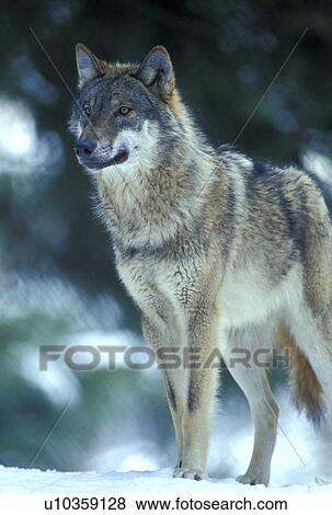 Stock Photo - Wolf on snow. Fotosearch