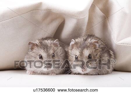 animal, curiosity, close-up, animals, alfred View Large Photo Image Stock Image - animal, curiosity, close-up, animals, alfred. Fotosearch