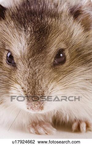 animal, curiosity, close-up, animals, alfred View Large Photo Image Stock Image - animal, curiosity, close-up, animals, alfred. Fotosearch