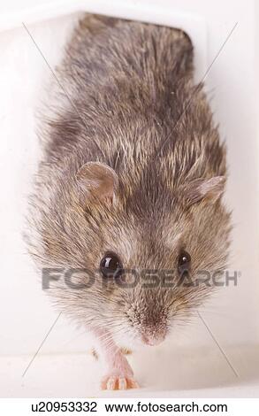animal, curiosity, close-up, animals, alfred View Large Photo Image Stock Image - animal, curiosity, close-up, animals, alfred. Fotosearch