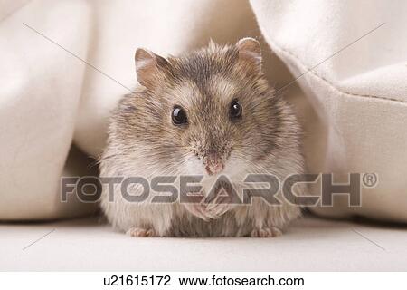 animal, curiosity, close-up, animals, alfred View Large Photo Image Stock Image - animal, curiosity, close-up, animals, alfred. Fotosearch