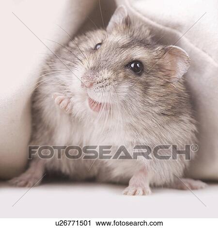 animal, curiosity, close-up, animals, alfred View Large Photo Image Stock Image - animal, curiosity, close-up, animals, alfred. Fotosearch