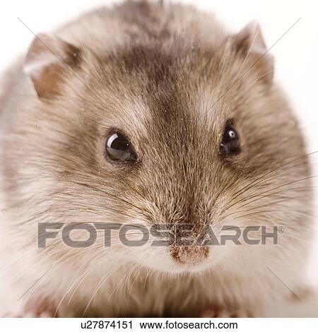 animal, curiosity, close-up, animals, alfred View Large Photo Image Stock Image - animal, curiosity, close-up, animals, alfred. Fotosearch