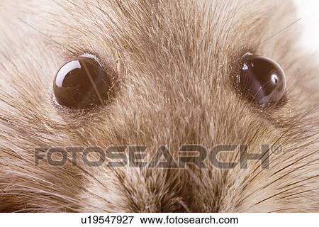 animal, curiosity, close-up, animals, alfred View Large Photo Image Stock Photo - animal, curiosity, close-up, animals, alfred. Fotosearch